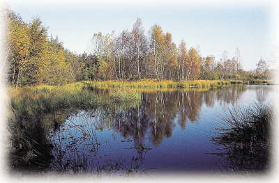 Moor