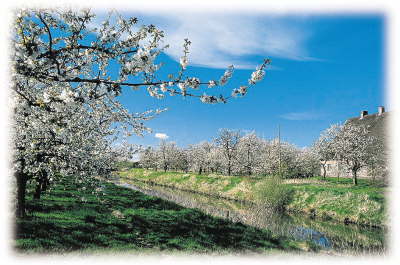 Obstbaumblte